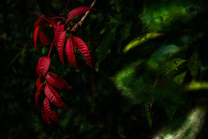 Oil Paint Photo - 19